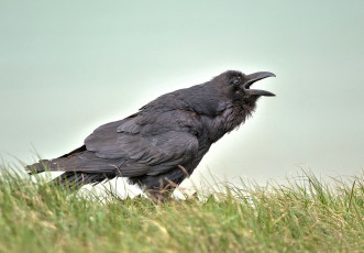 Картинка животные вороны +грачи +галки чёрный ворон