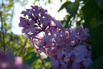 Картинка цветы сирень цветёт веточка сиреневая свежесть весна солнечно ярко