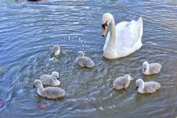 Картинка животные лебеди птенцы водоём лебедь