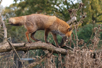 Картинка животные лисы лисичка природа