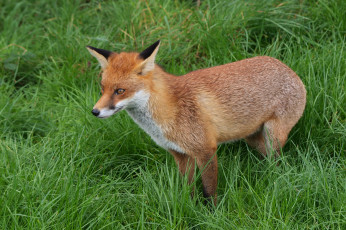 Картинка животные лисы лисичка природа