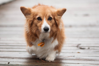 Картинка животные собаки пёсик мордочка прогулка