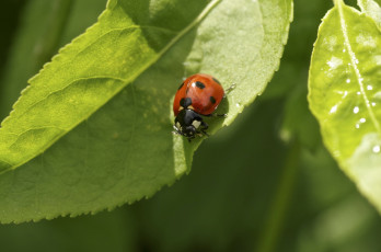 Картинка животные божьи+коровки листок божья коровка