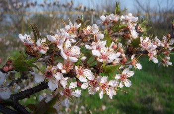 Картинка цветы цветущие+деревья+ +кустарники красная алыча цветение ветка свежесть весна