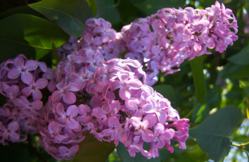 Картинка цветы сирень весна свежесть сиреневая ярко солнечно цветёт веточка