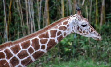 Картинка животные жирафы деревья жираф