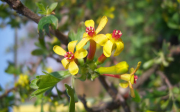 Картинка цветы цветущие+деревья+ +кустарники весна жёлто-красные мелкие цветение смородина чёрная