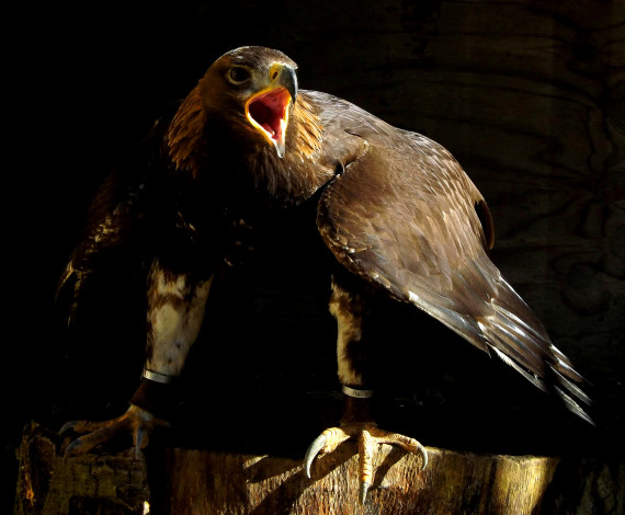 Обои картинки фото животные, птицы - хищники, хищная, птица