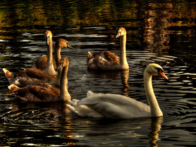 Обои картинки фото животные, лебеди, водоём, белые