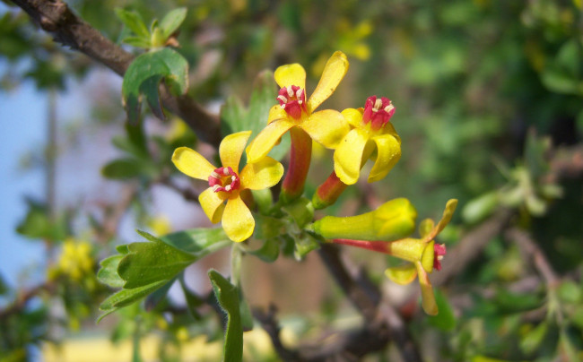 Обои картинки фото цветы, цветущие деревья ,  кустарники, весна, жёлто-красные, мелкие, цветение, смородина, чёрная