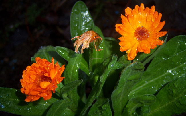 Обои картинки фото цветы, календула, зелень, облединение, ноготки