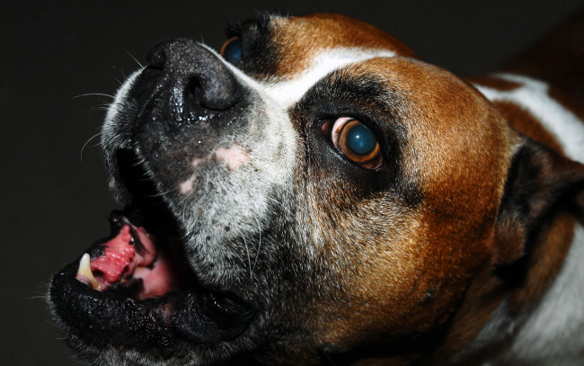 Обои картинки фото животные, собаки, пасть