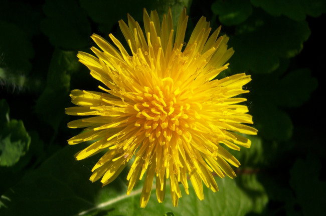 Обои картинки фото цветы, одуванчики, макро, одуванчик, желтый, зелень, ярко, свежесть, солнечно, весна