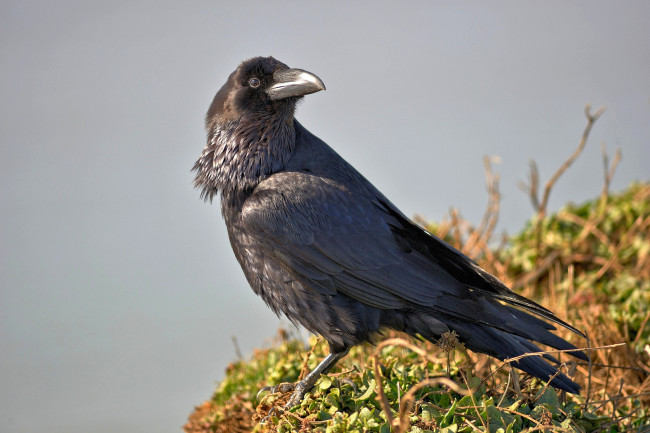 Обои картинки фото животные, вороны,  грачи,  галки, чёрный, ворон