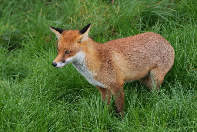 Обои картинки фото животные, лисы, лисичка, природа