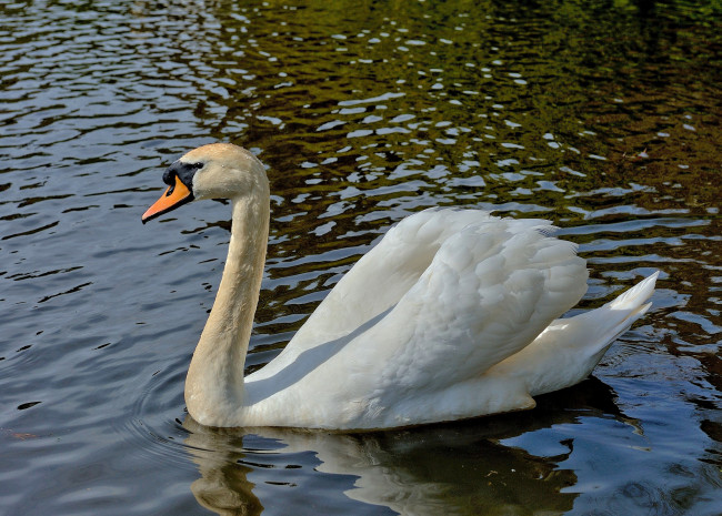 Обои картинки фото животные, лебеди, лебедь, белый, водоём
