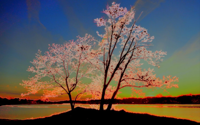 Обои картинки фото разное, компьютерный дизайн, природа, обработка, сияние, деревья