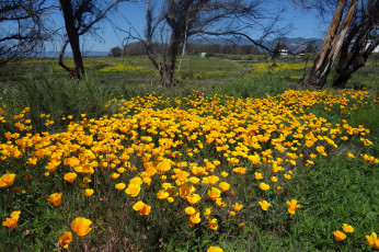 Картинка природа луга трава цветы