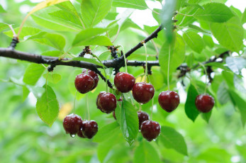 Картинка природа Ягоды ветка дерево черешня капли