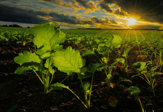 Картинка природа поля рассвет