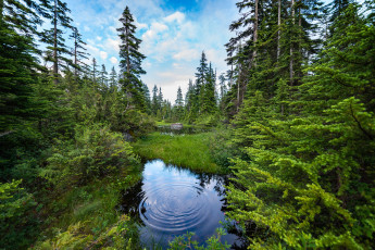 Картинка природа реки озера река лес