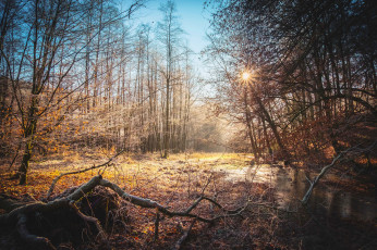 Картинка природа лес река