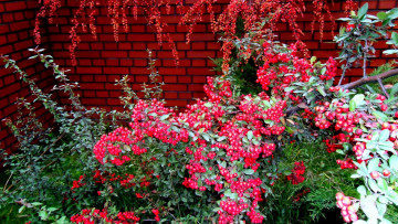 Картинка природа Ягоды кусты