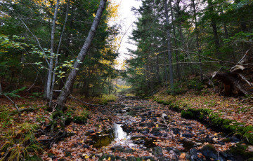 Картинка природа реки озера река лес