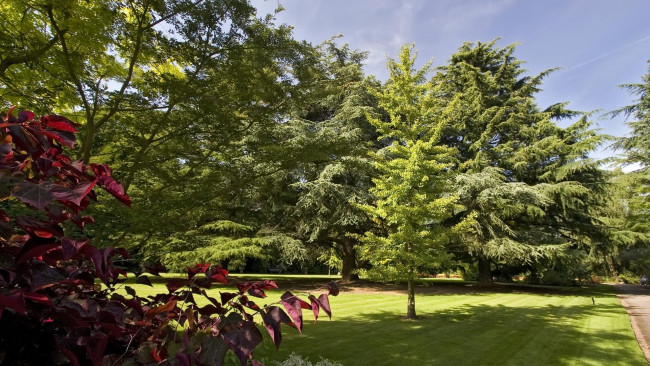 Обои картинки фото природа, пейзажи, деревья, лужайка, аллея