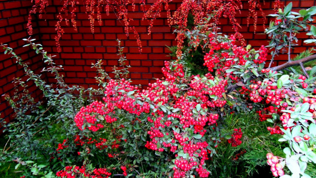 Обои картинки фото природа, Ягоды, кусты