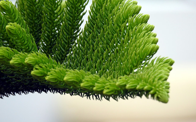 Обои картинки фото природа, макро, ветка