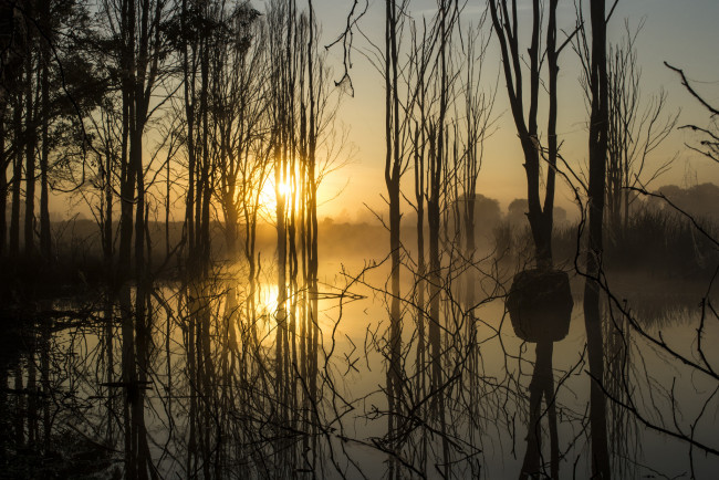 Обои картинки фото природа, реки, озера, река, лес