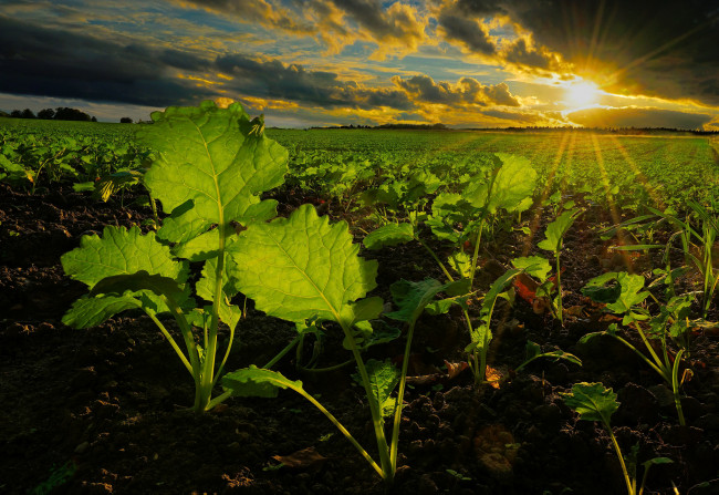 Обои картинки фото природа, поля, рассвет