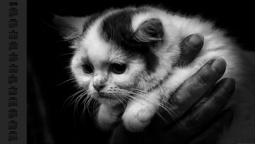 Картинка календари животные кошка