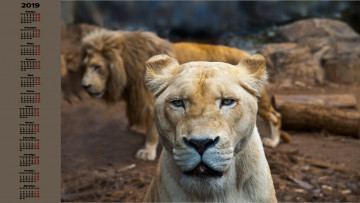 Картинка календари животные взгляд лев