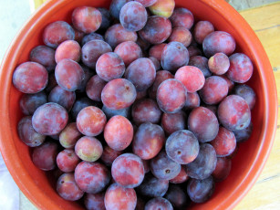 Картинка еда персики +сливы +абрикосы сливы