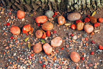 обоя эротика, брюнетки,  шатенки, squatting, serena, savanna, a, wood, грудь, фон, взгляд, девушка, elivira, f, anna, amanda, outdoors, naked, garden, ass, amelia, sharlotta, j, doria