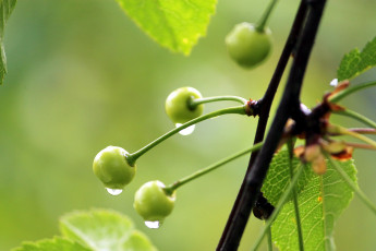 обоя природа, ягоды, вишня