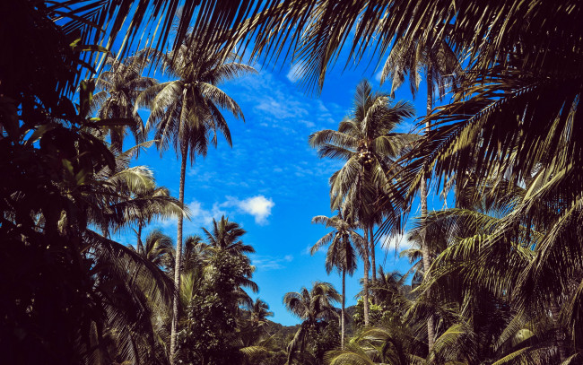Обои картинки фото природа, тропики, пальмы