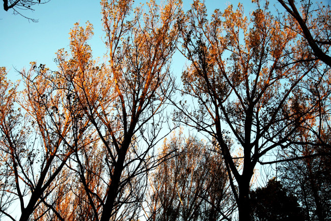 Обои картинки фото природа, деревья, осень