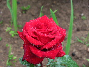 Картинка цветы розы бутон роза капли