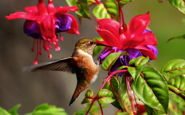 Картинка колибри животные самая маленькая птица в мире да само название птицы очень красивое королева нектара