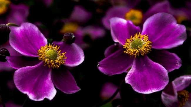 Обои картинки фото цветы, анемоны,  сон-трава, анемон, японский