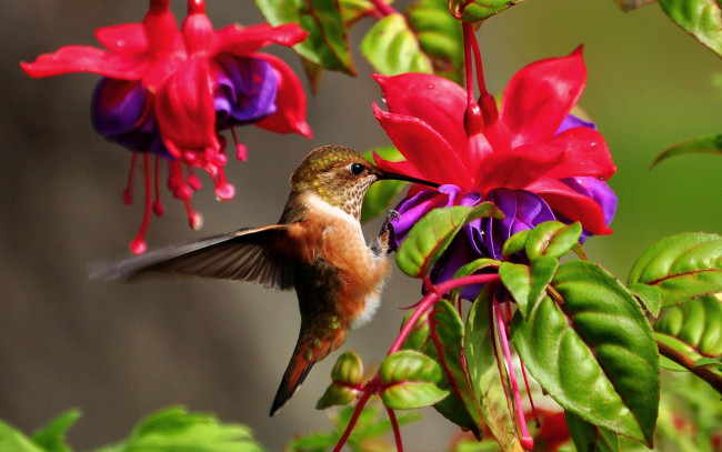 Обои картинки фото колибри, животные, самая, маленькая, птица, в, мире, да, само, название, птицы, очень, красивое, королева, нектара