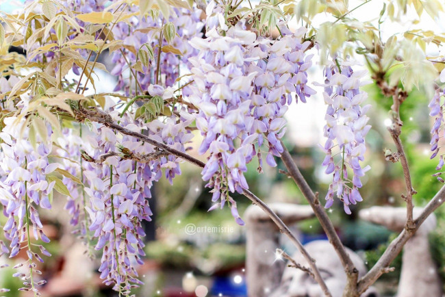 Обои картинки фото цветы, глициния, ветки