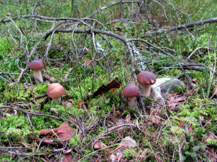 Картинка природа грибы боровик