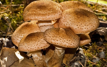 Картинка природа грибы грибная семейка