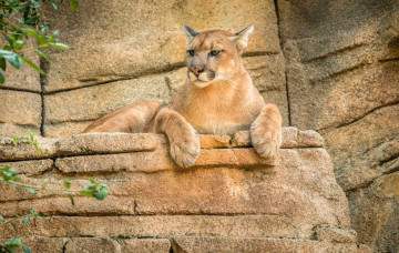 обоя животные, пумы, пума, скалы