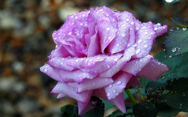 Обои картинки фото цветы, розы, макро, роза, капли