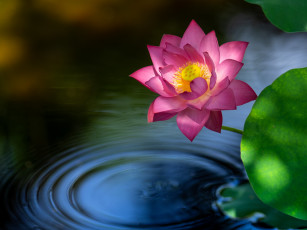 обоя цветы, лотосы, лотос